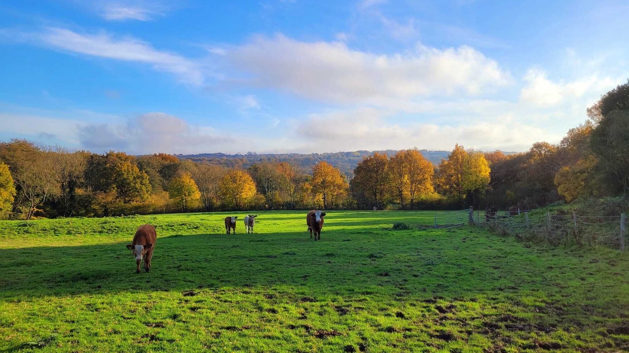 Photo of Others in Hadlow Down