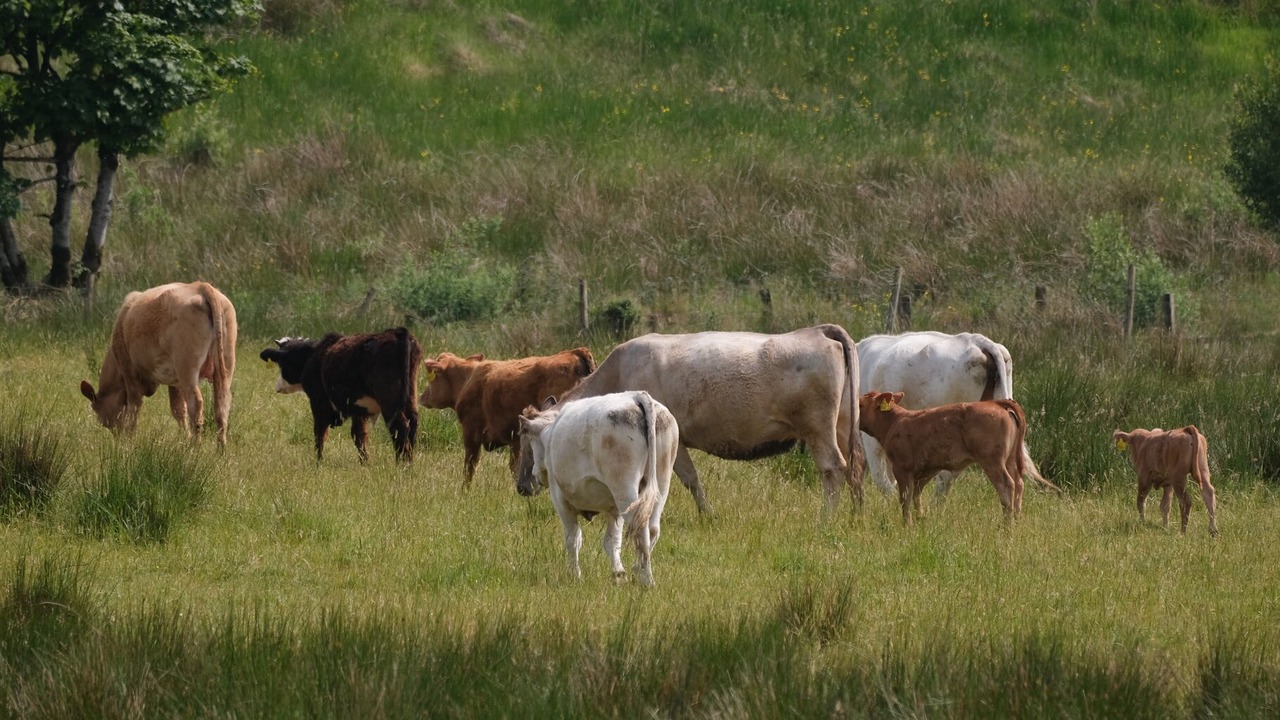 Photo of Outdoor in Cookstown