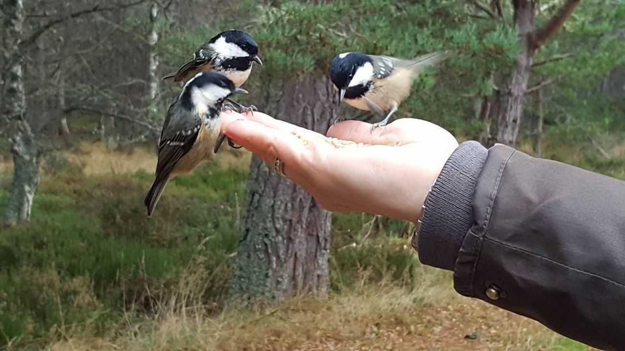 Photo of Others in Newtonmore