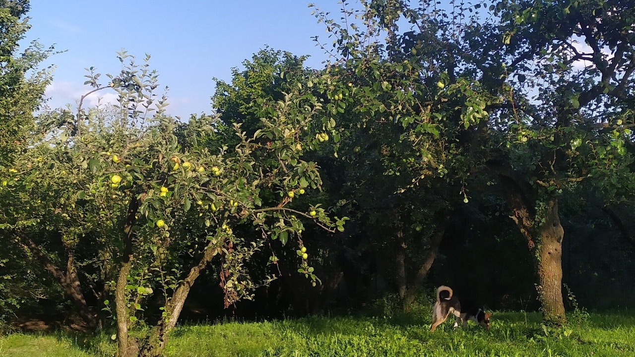 Photo of Outdoor in Lauriano