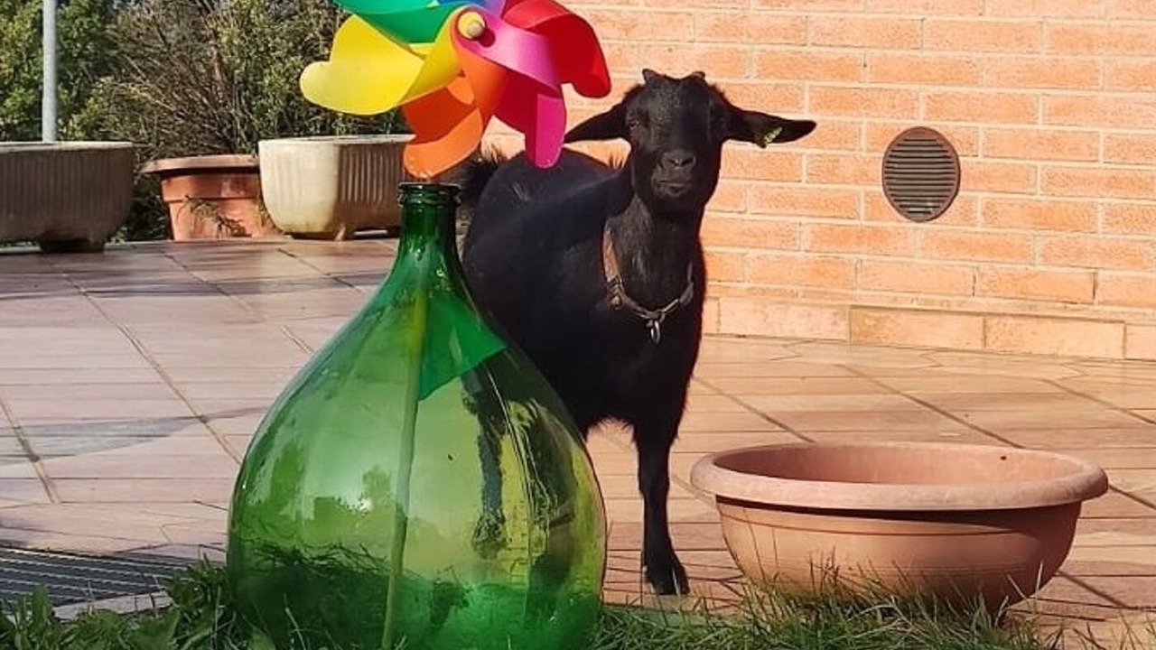 Photo of Others in Torriana