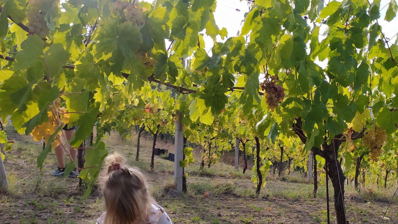 Photo of Others in Ortezzano