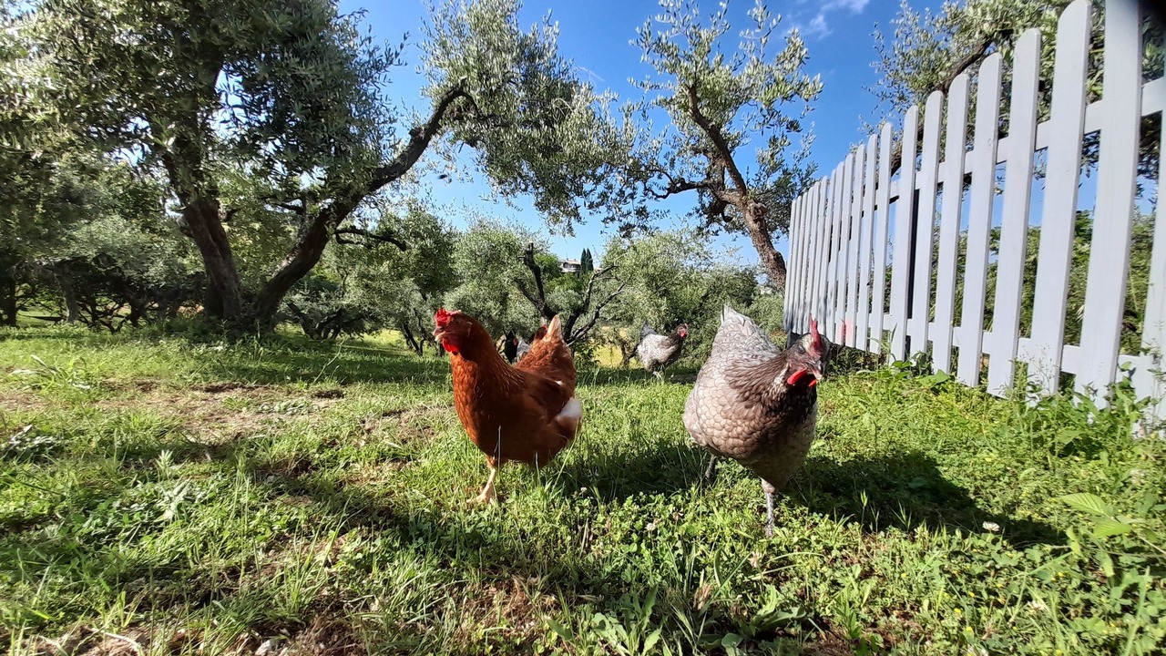 Photo of Others in Ortezzano