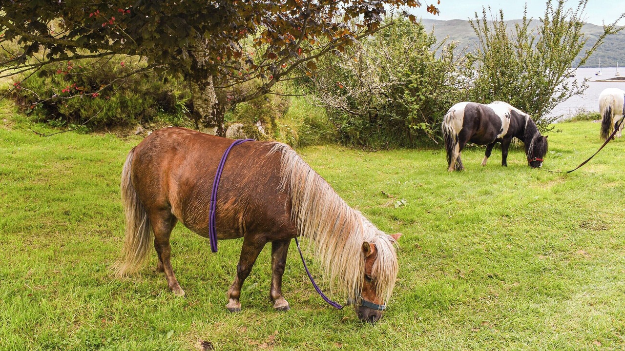 Photo of Others in Salen