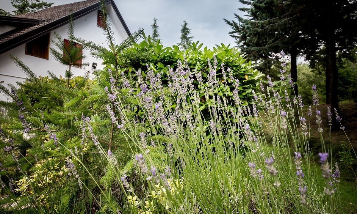 Photo of Outdoor in Pignola