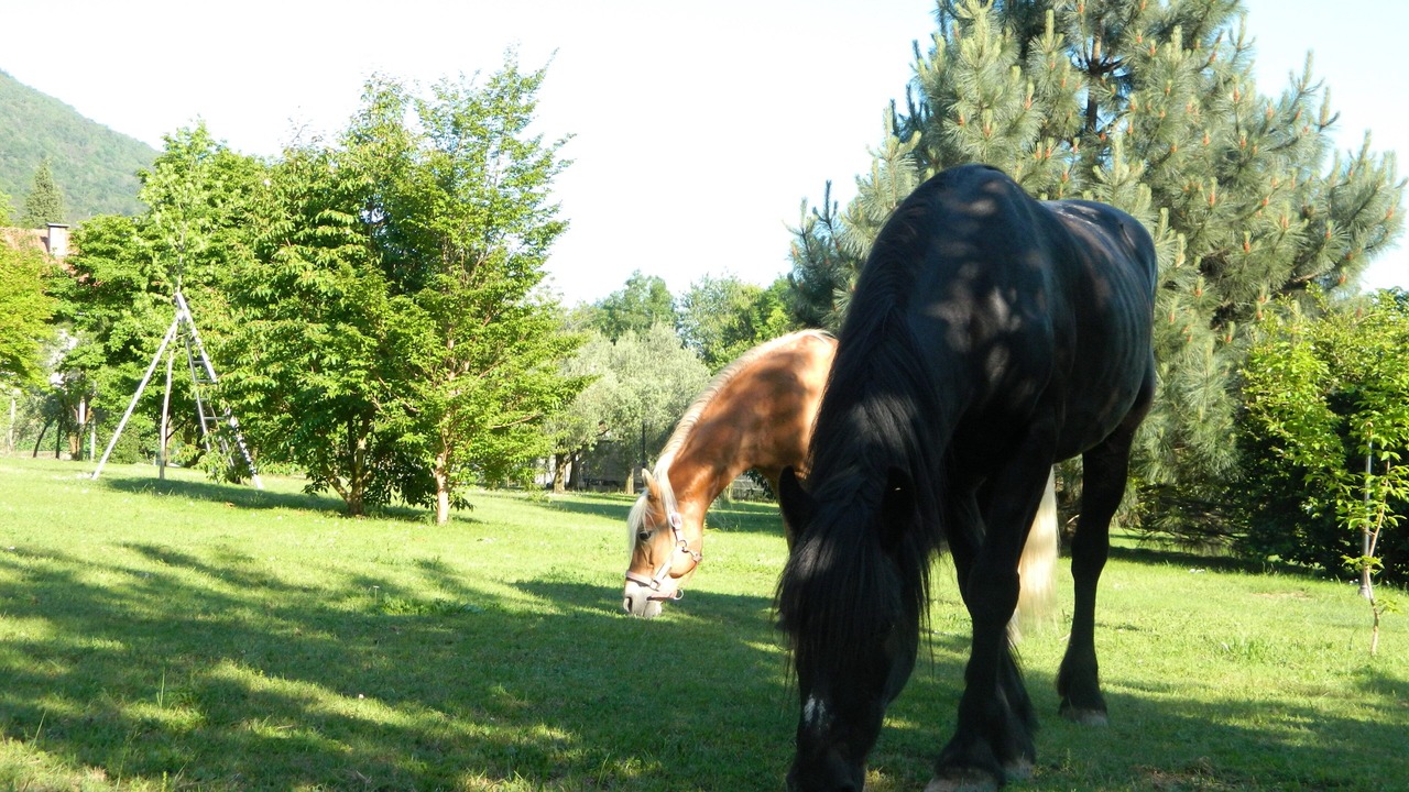 Photo of Outdoor in Mergozzo