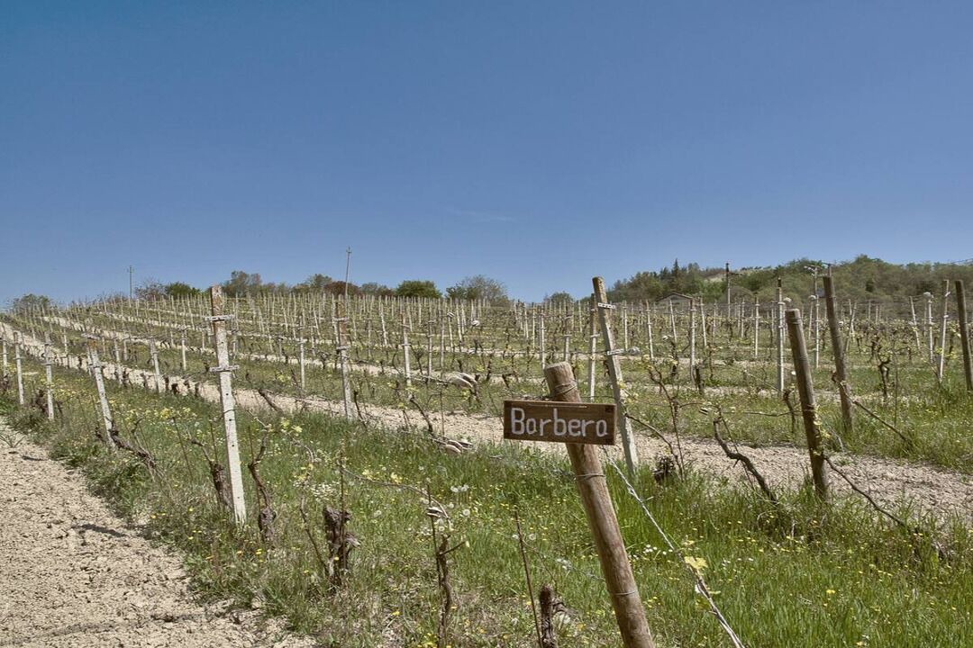 Photo of Outdoor in Vignale Monferrato