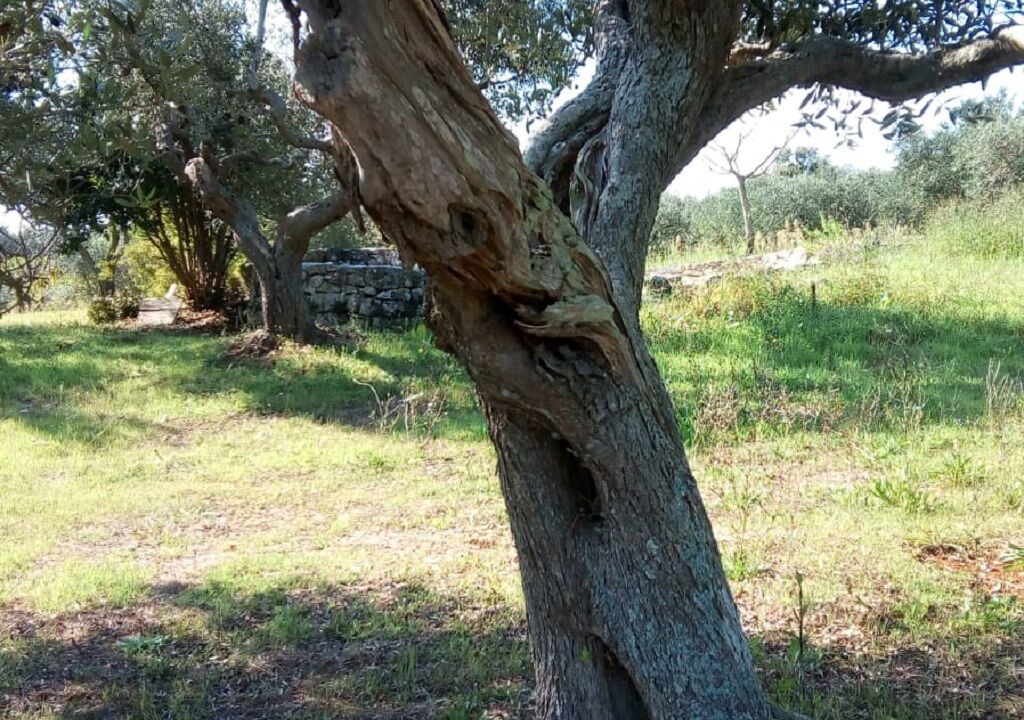 Photo of Outdoor in Alberobello
