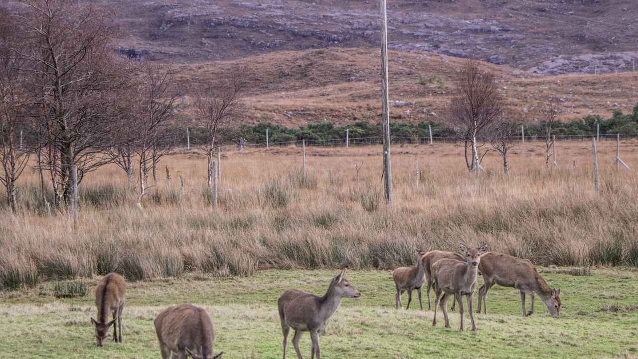 Photo of Outdoor in Achnasheen