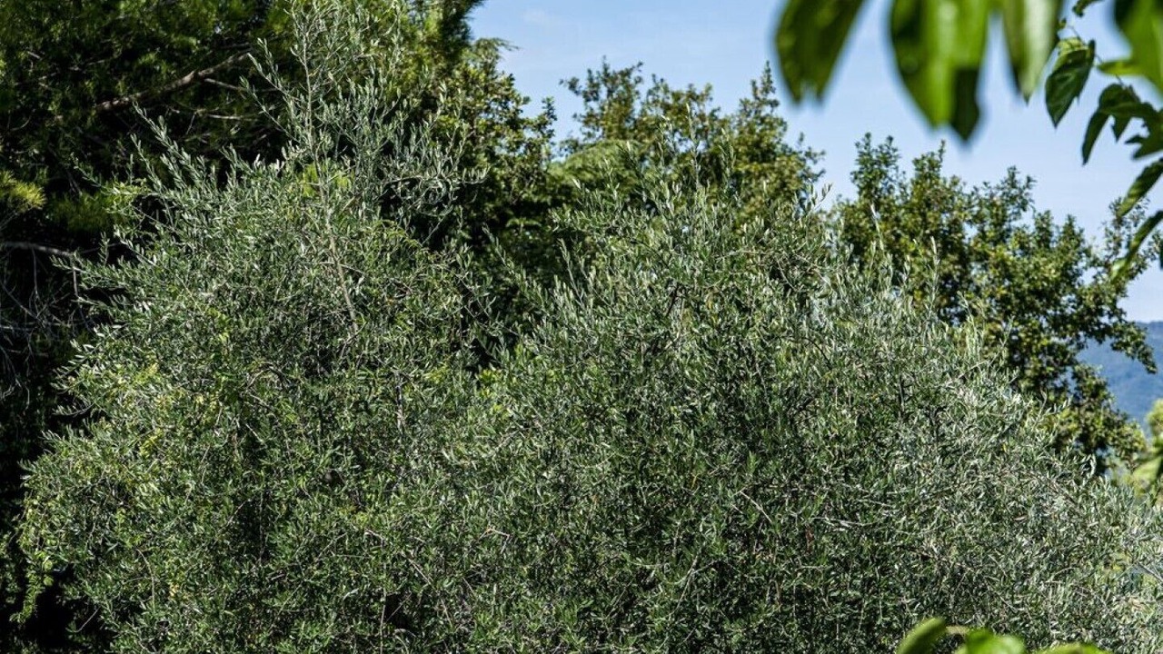 Photo of Outdoor in Portese