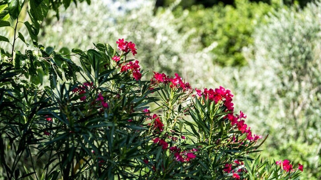 Photo of Outdoor in Portese