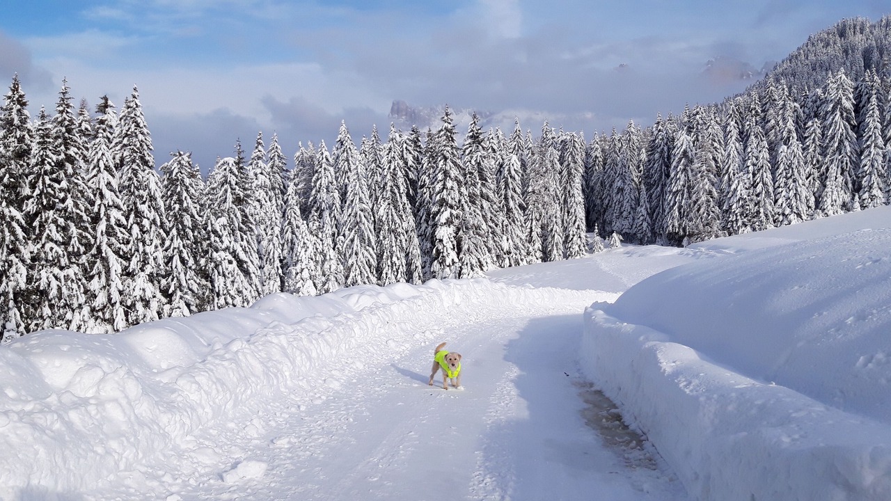 Photo of Others in Obereggen