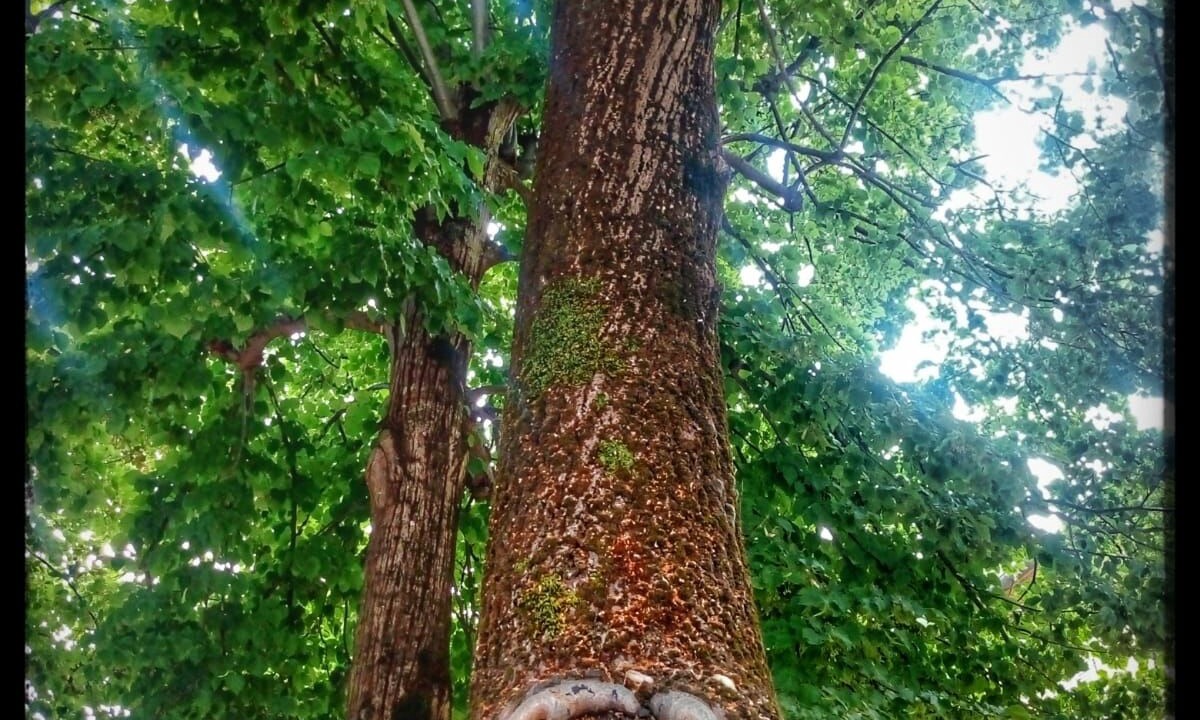 Photo of Outdoor in Servigliano