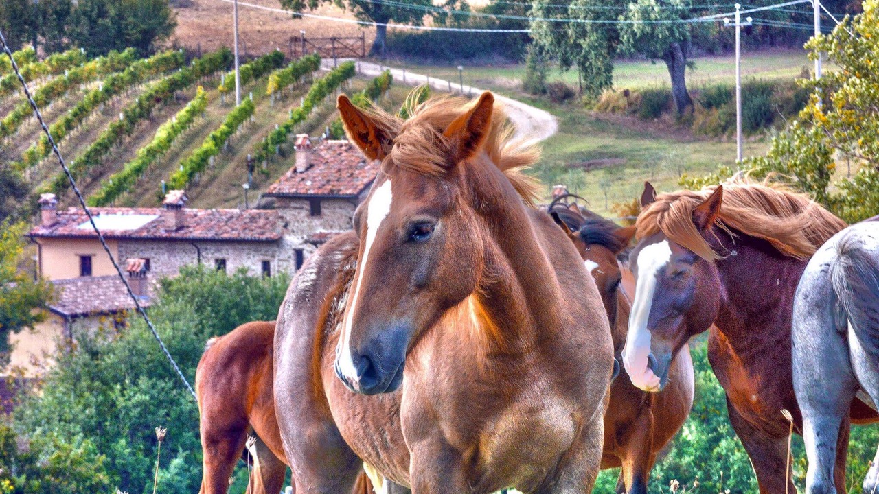 Photo of Others in Teverina di Cortona