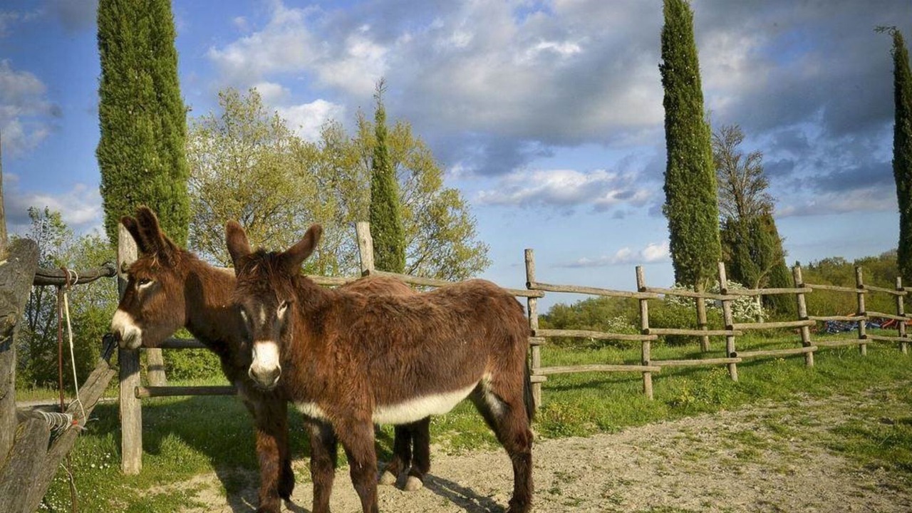 Photo of Outdoor in Monteroni d'Arbia
