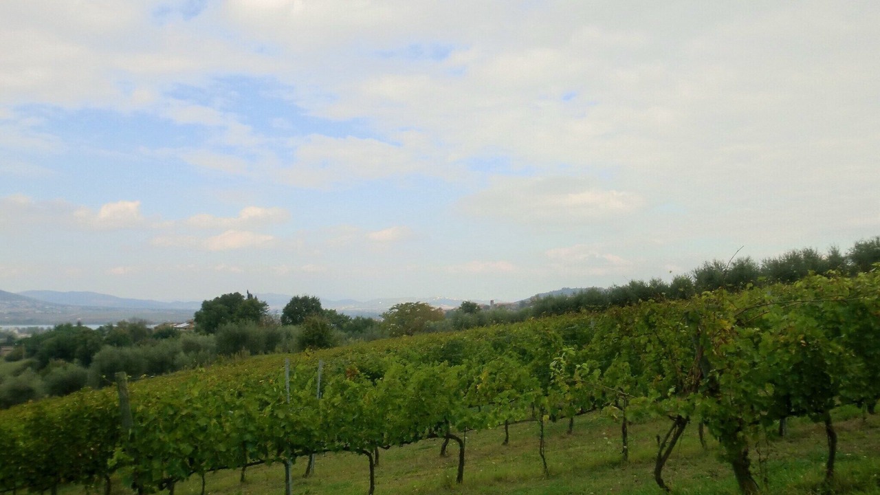 Photo of Others in Piegaro