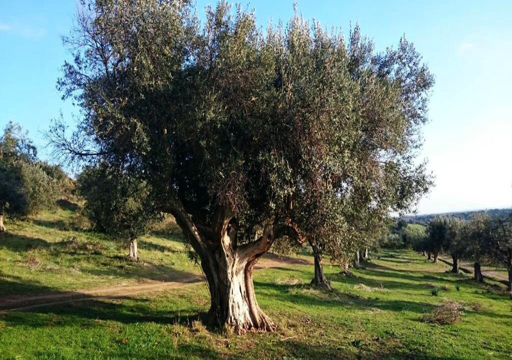 Photo of Others in Cerveteri
