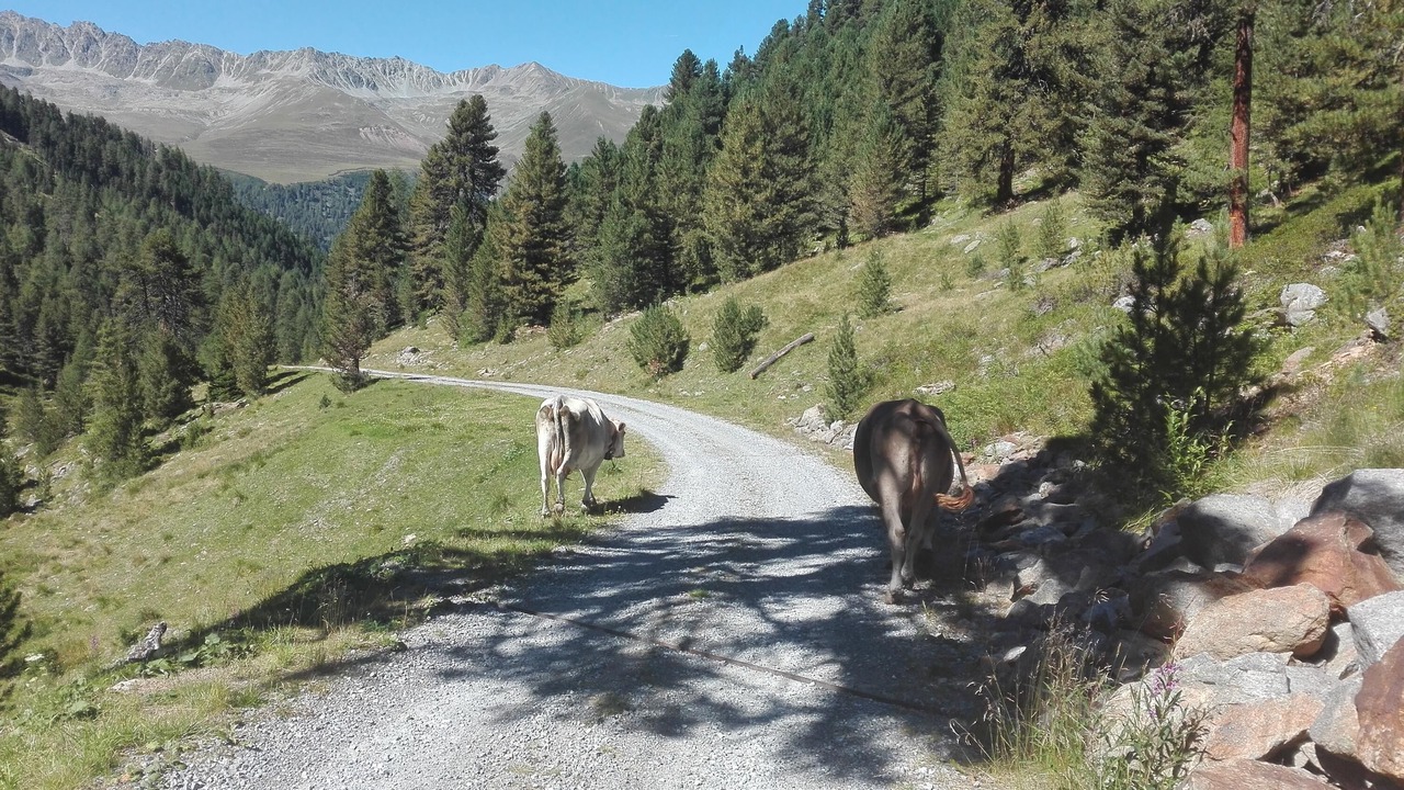 Photo of Others in Curon Venosta