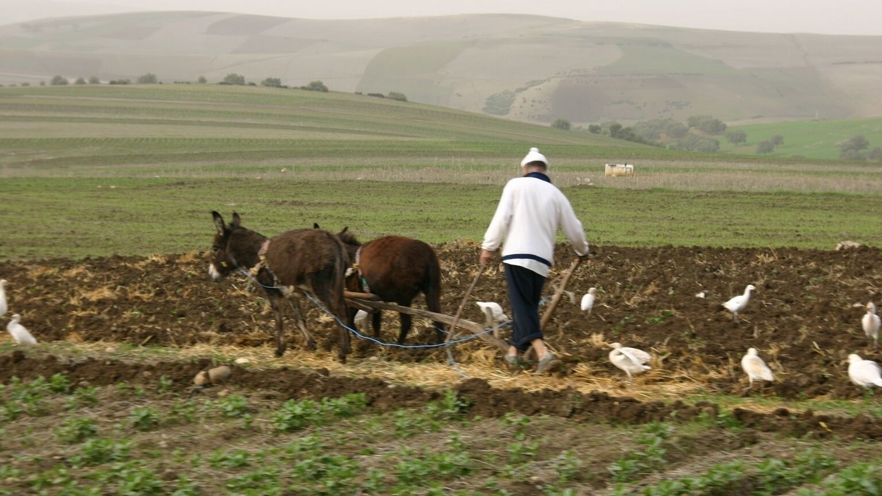 Photo of Others in Oulad Ayyad
