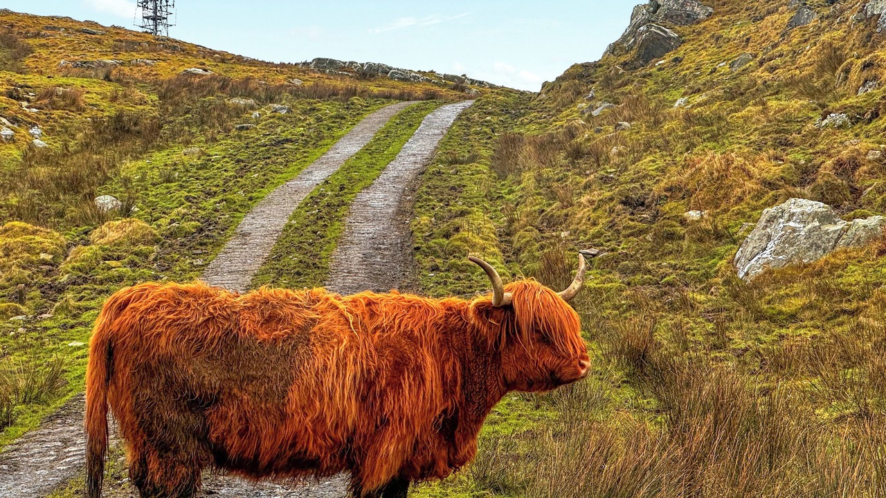 Photo of Others in Kilchoman
