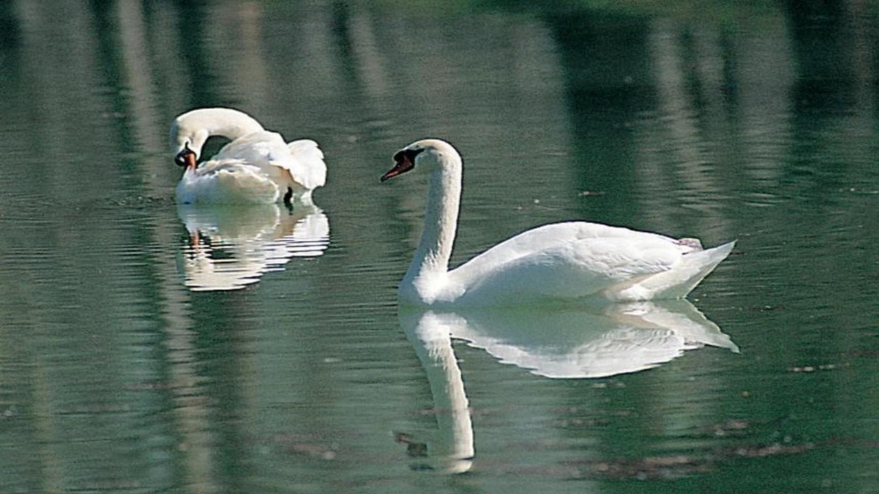 Photo of Others in Suna