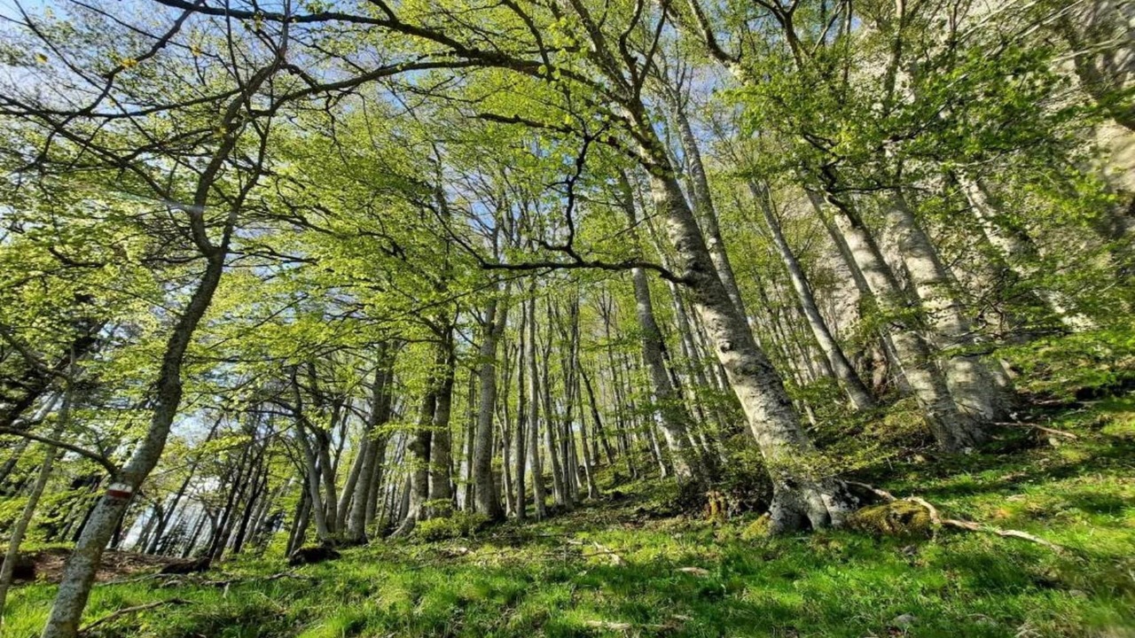 Photo of Others in Chiusi della Verna