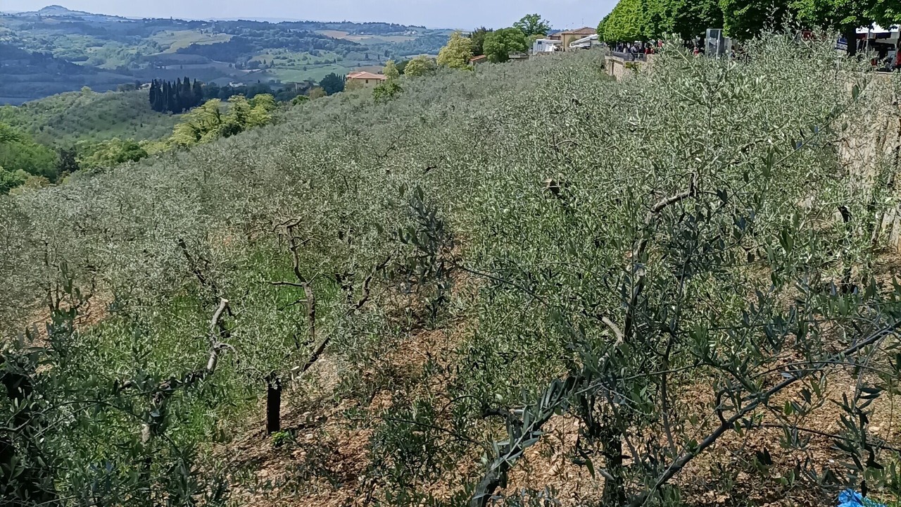 Photo of Outdoor in Strada in Chianti