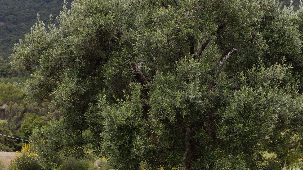 Photo of Outdoor in Treia