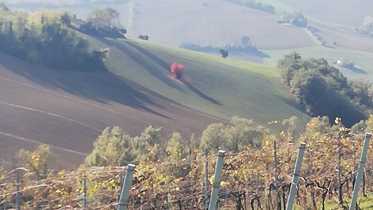 Photo of Others in Montegiorgio