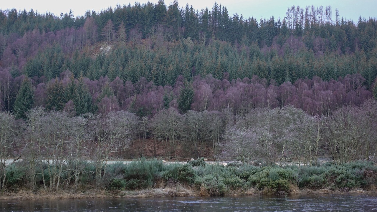 Photo of Others in Beauly