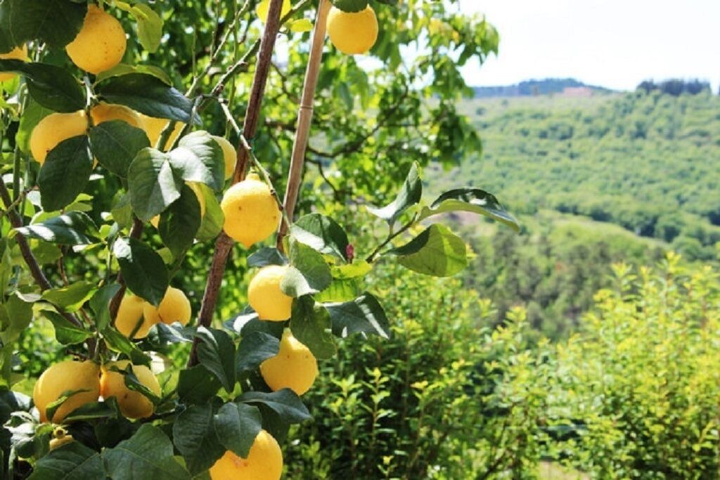 Photo of Outdoor in Greve in Chianti