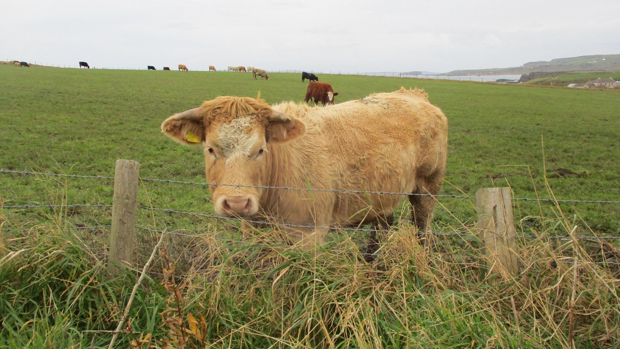 Photo of Others in Dunseverick