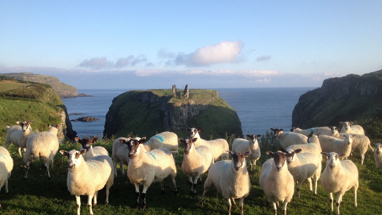 Photo of Others in Dunseverick