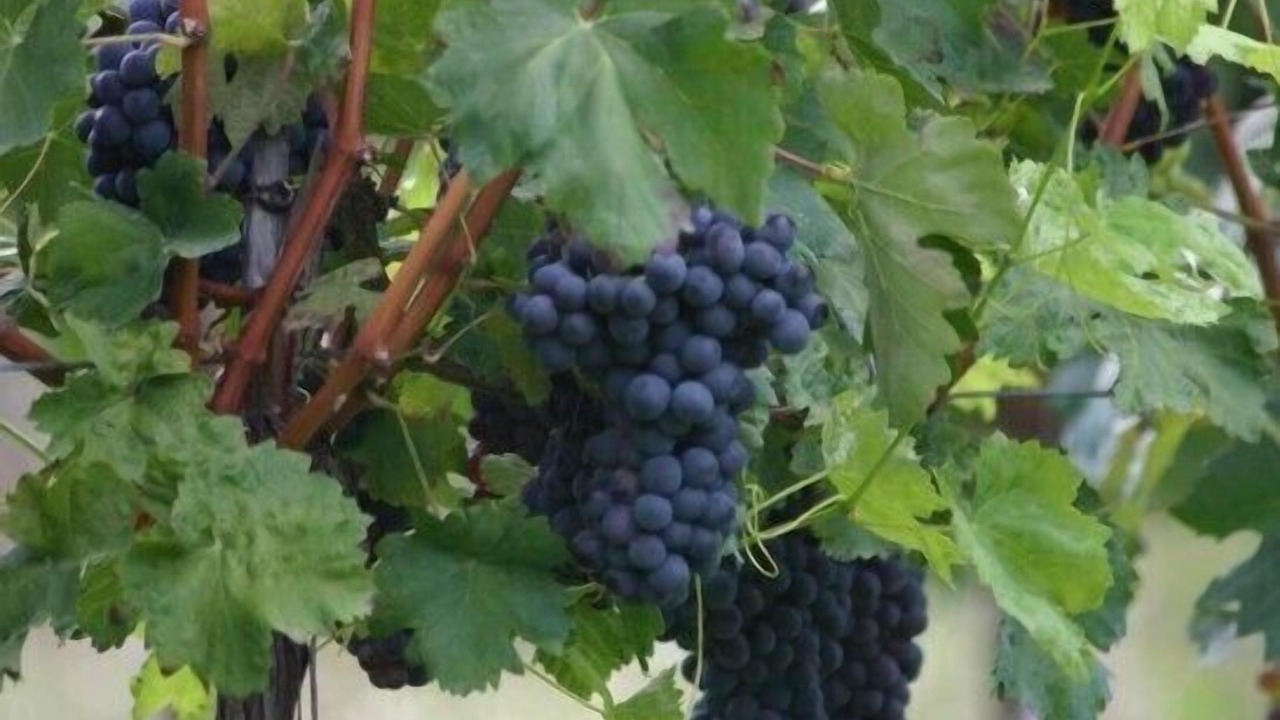 Photo of Others in Montalto delle Marche