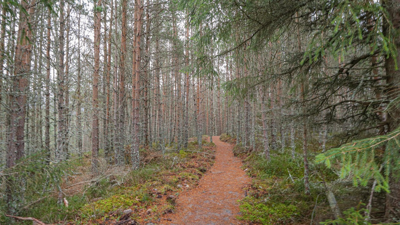Photo of Outdoor in Alvie