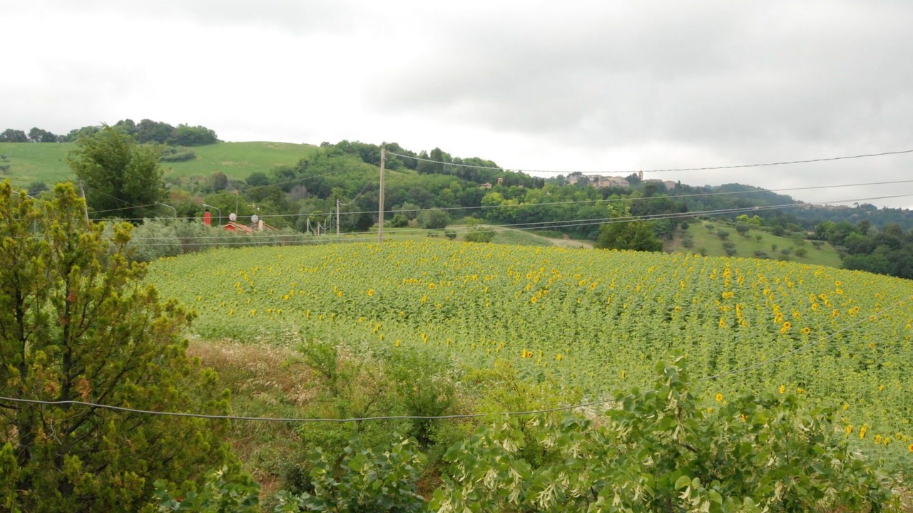 Photo of Others in Ginestreto