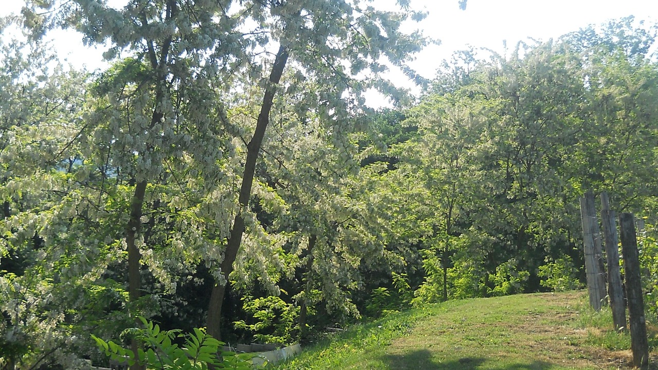 Photo of Outdoor in Vesime