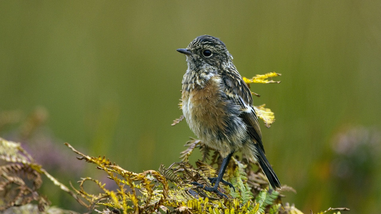Photo of Others in Salen