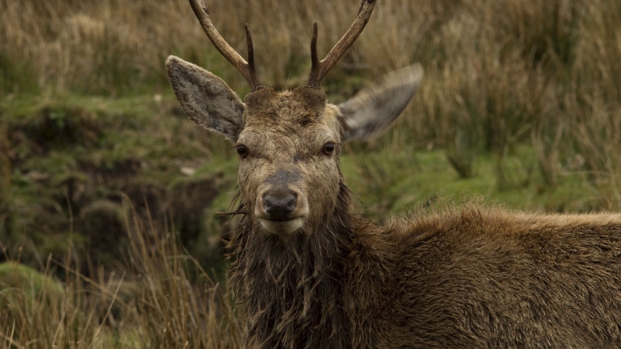 Photo of Others in Salen