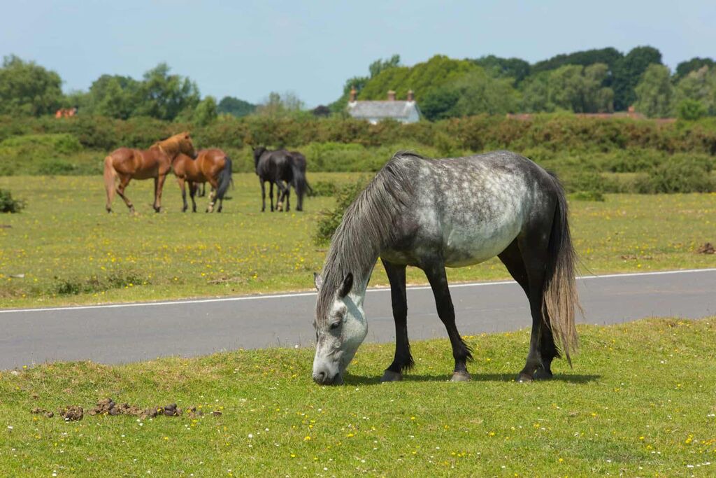 Photo of Others in New Forest District