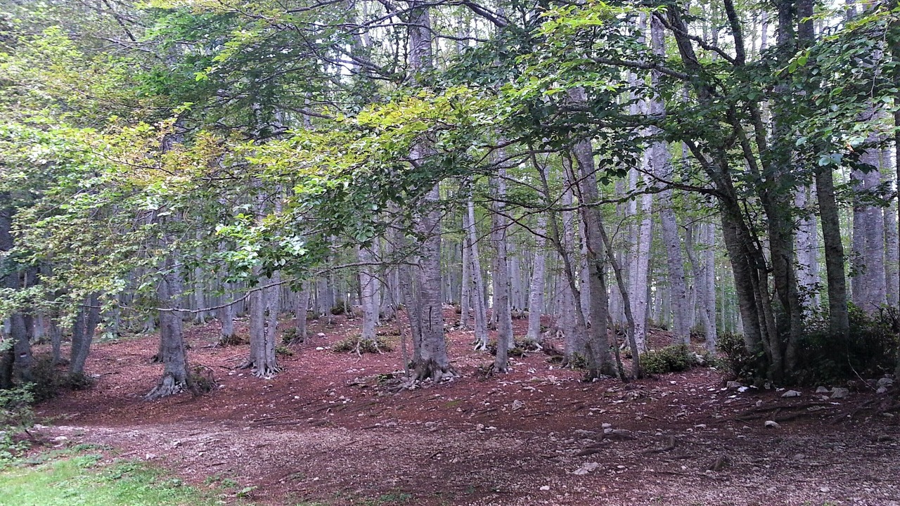 Photo of Outdoor in Castelli