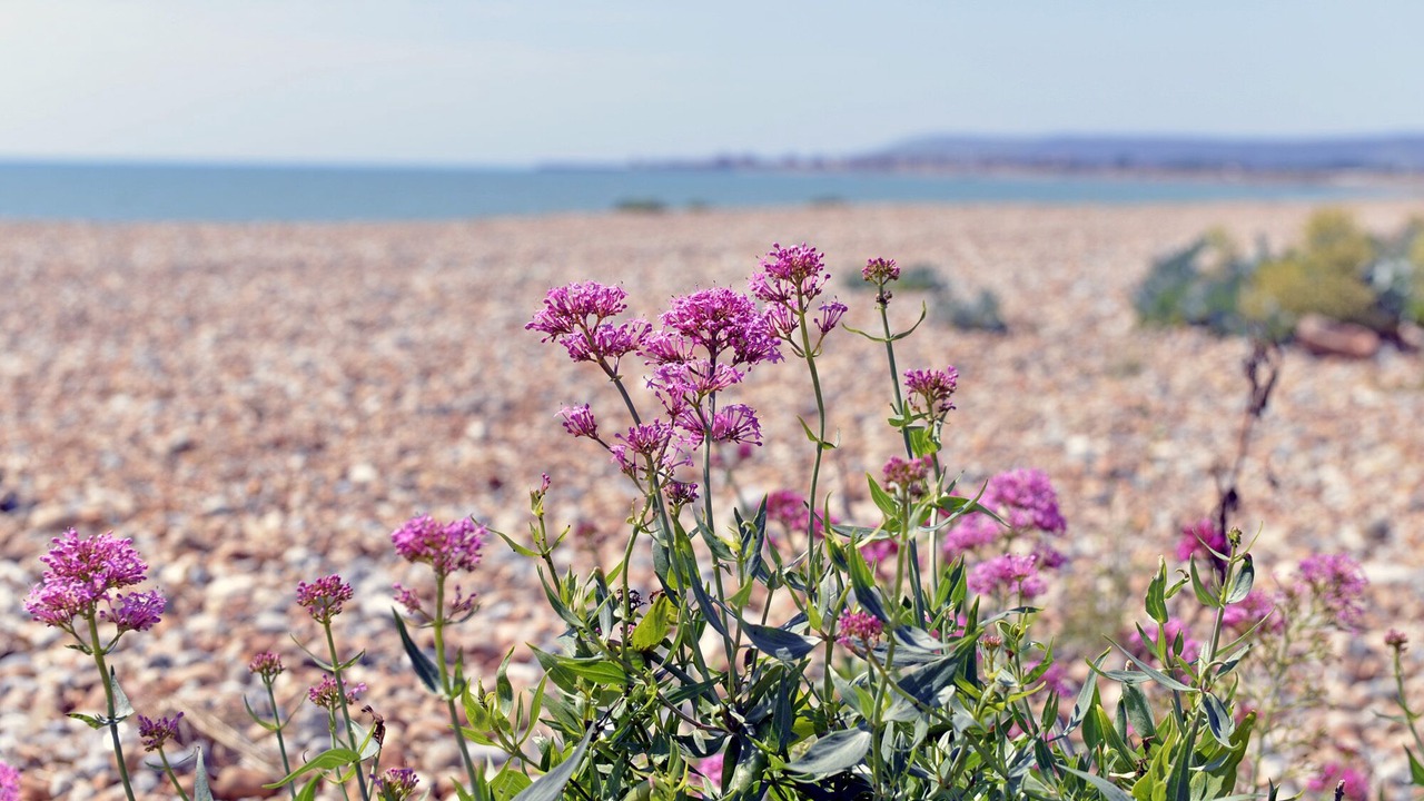 Photo of Others in Pevensey