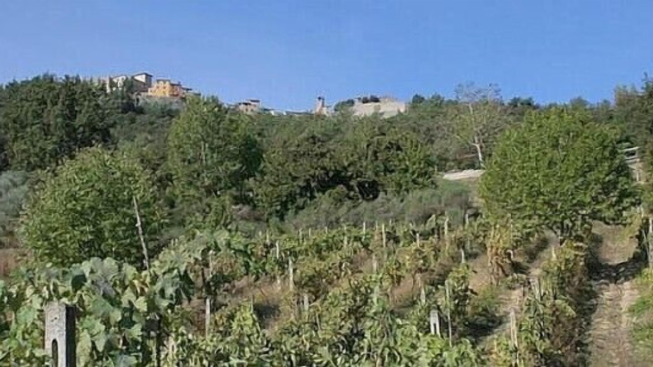 Photo of Others in Montone