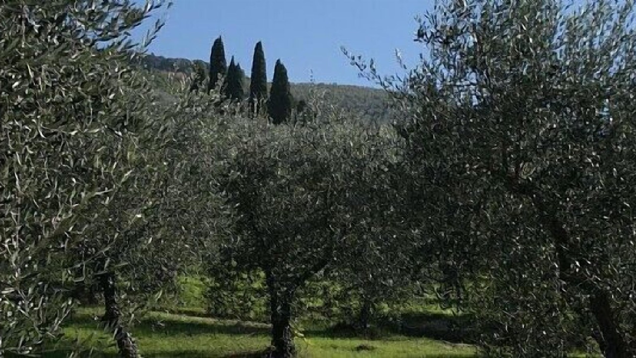 Photo of Others in Montone