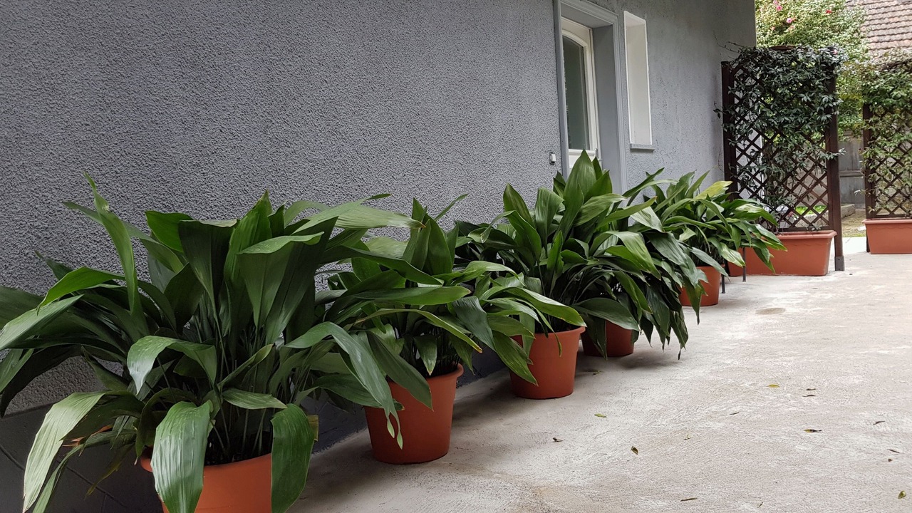 Photo of Outdoor in Cannobio