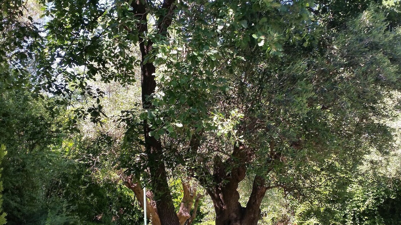 Photo of Others in Montemarciano