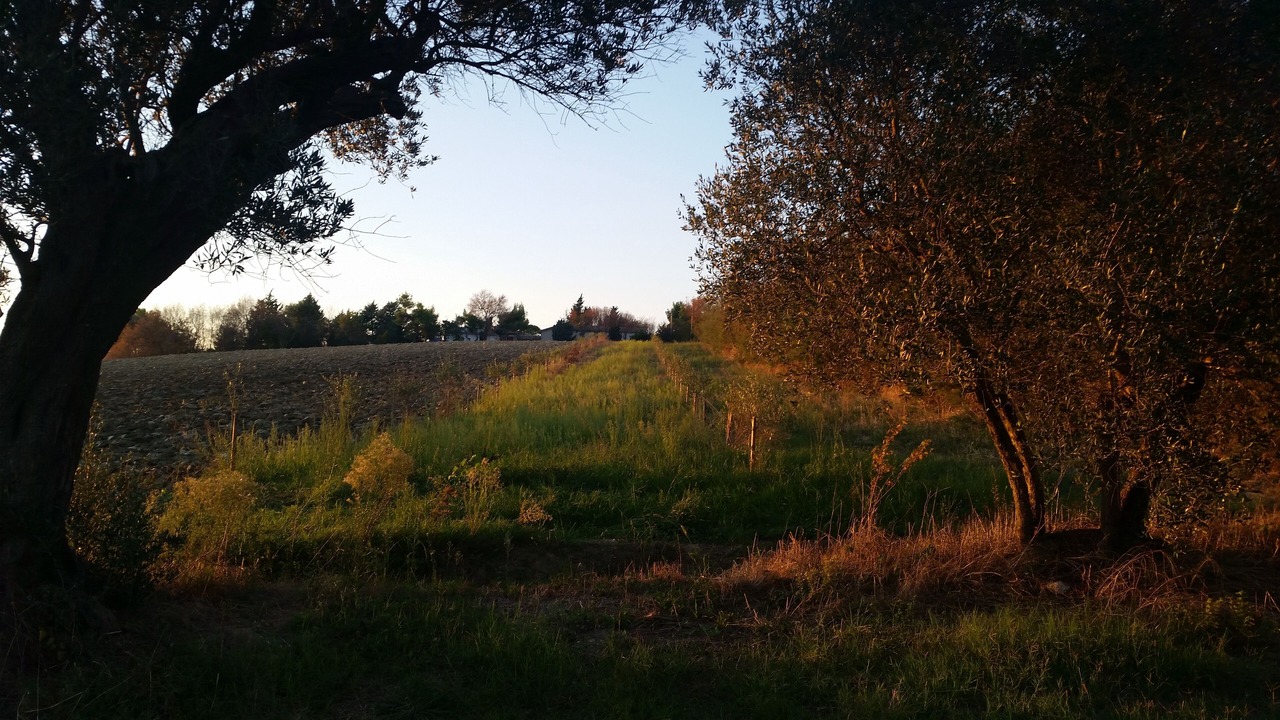 Photo of Others in Montemarciano