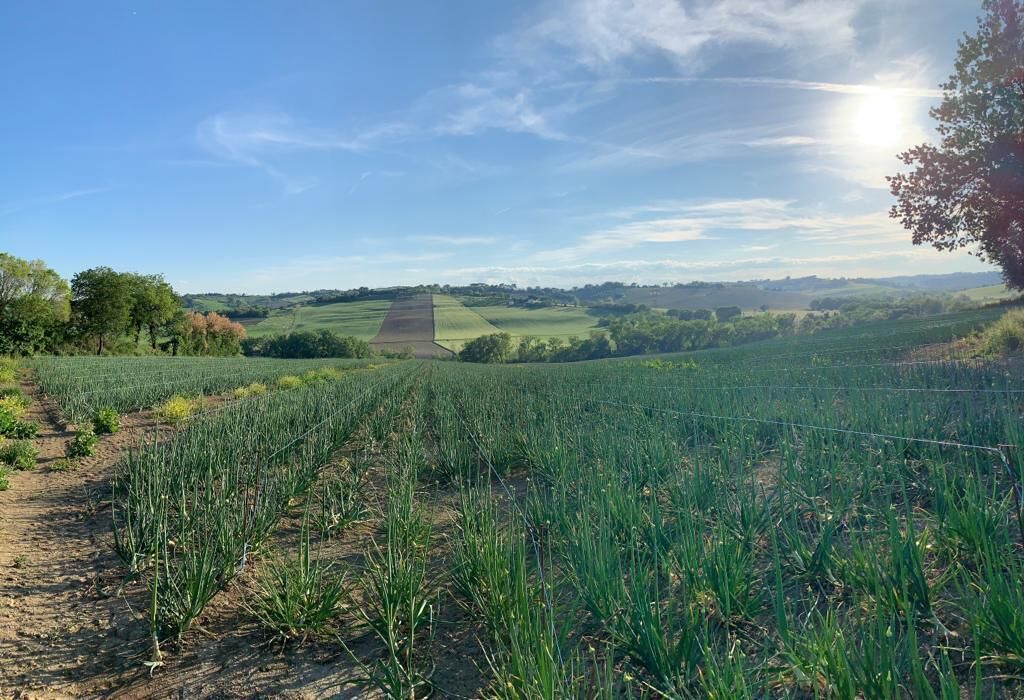 Photo of Others in Montemarciano
