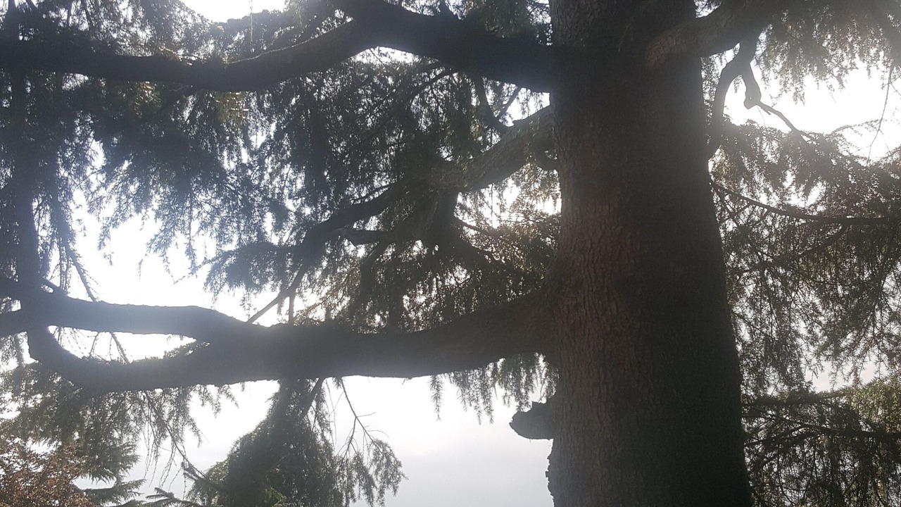 Photo of Outdoor in Pino Torinese