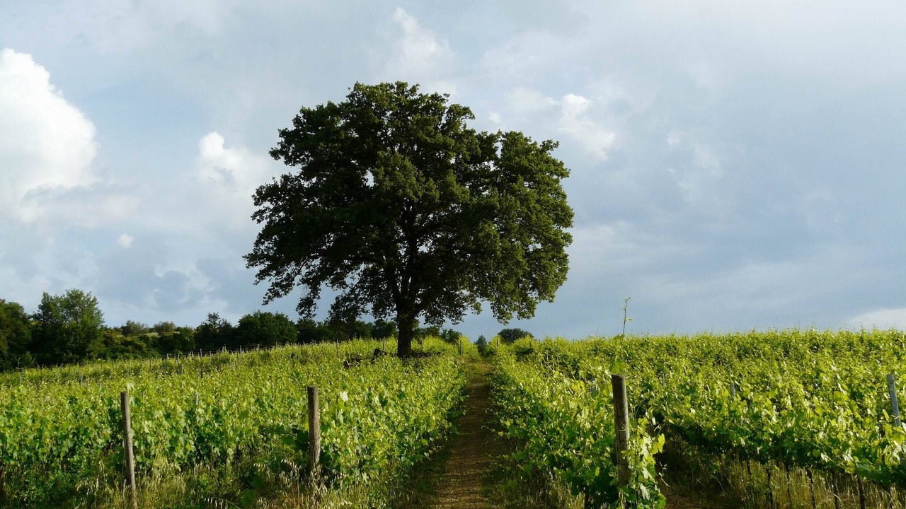 Photo of Outdoor in Torrita di Siena